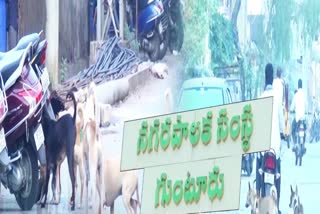 Menace_From_Stray_Dogs_in_Guntur