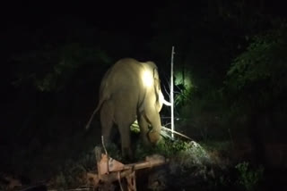 Baahubali Elephant