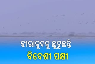 ହୀରାକୁଦରେ ପକ୍ଷୀ ଗଣନା