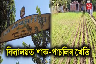 Kitchen Garden at School