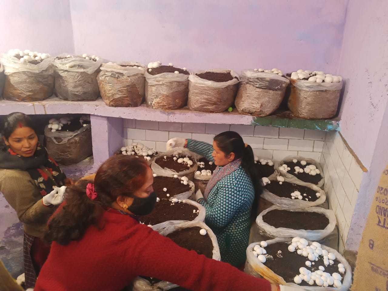 Mushroom production in Chamoli