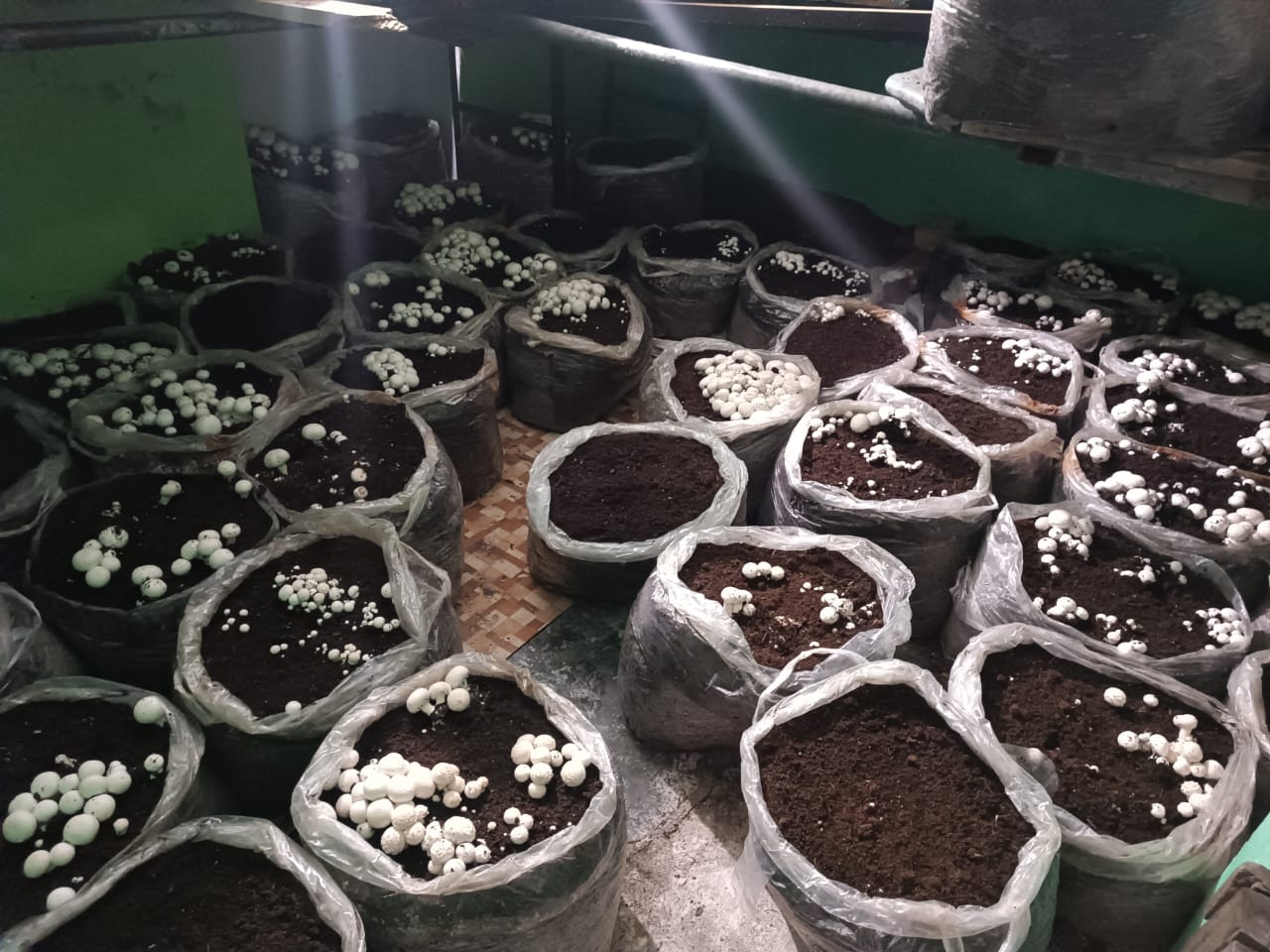 Mushroom production in Chamoli