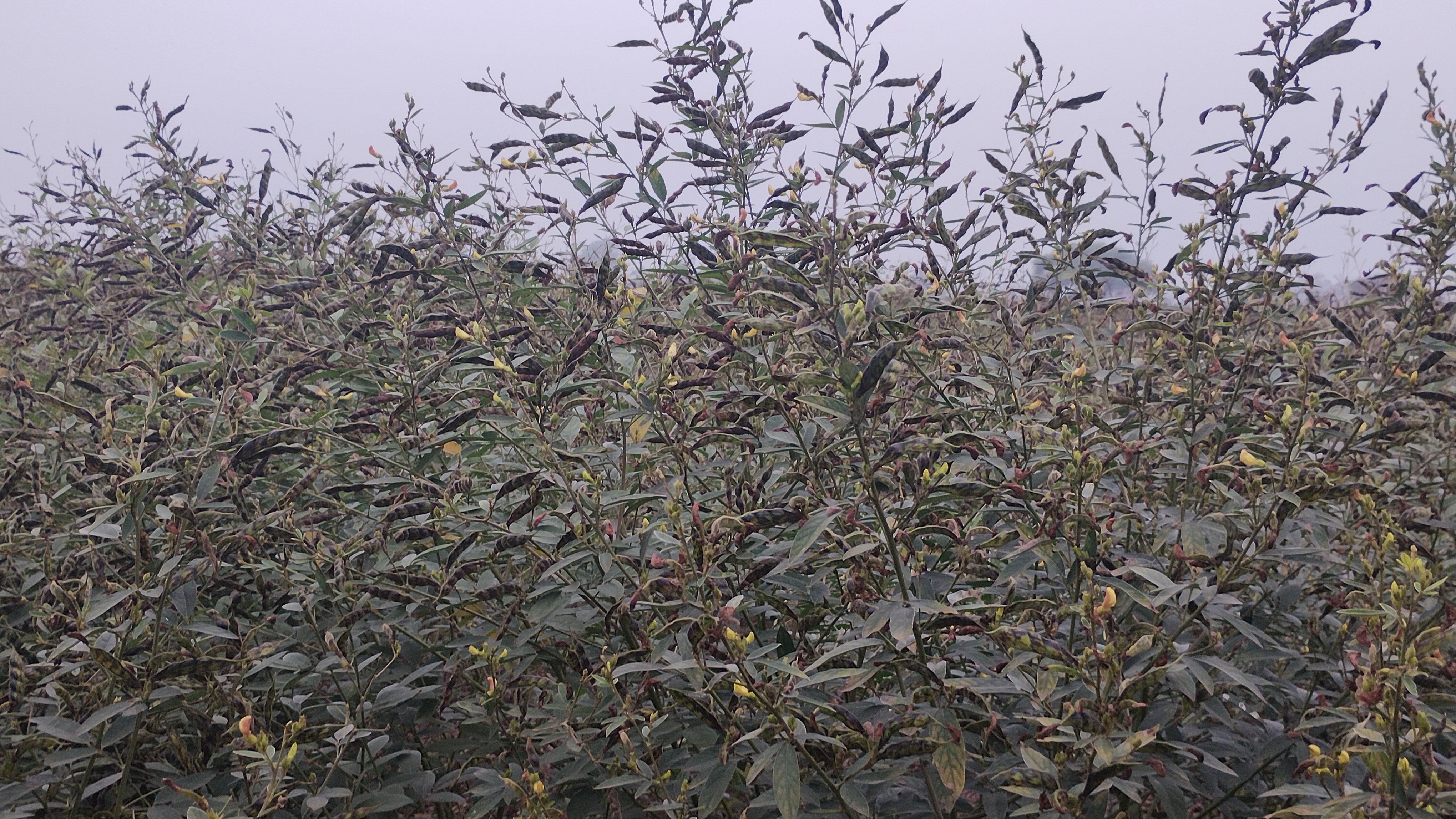 Sehore Unique Farming Technique