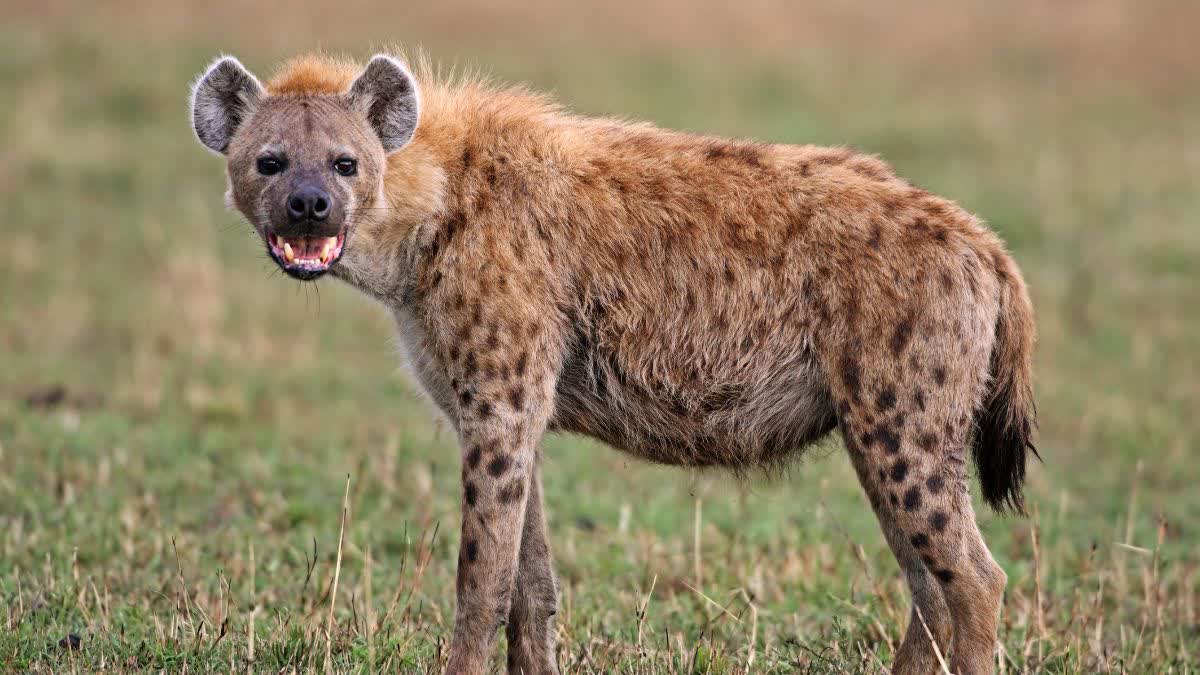 hyena attack in morena 1 died