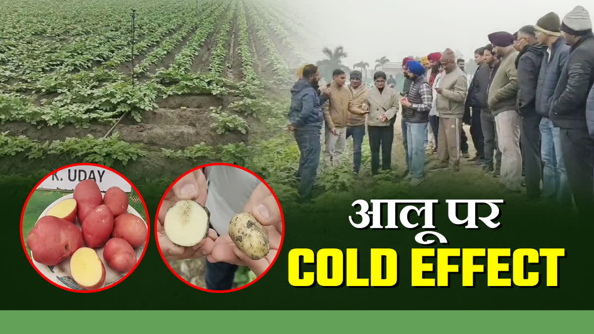 COLD EFFECT ON POTATO FARMING