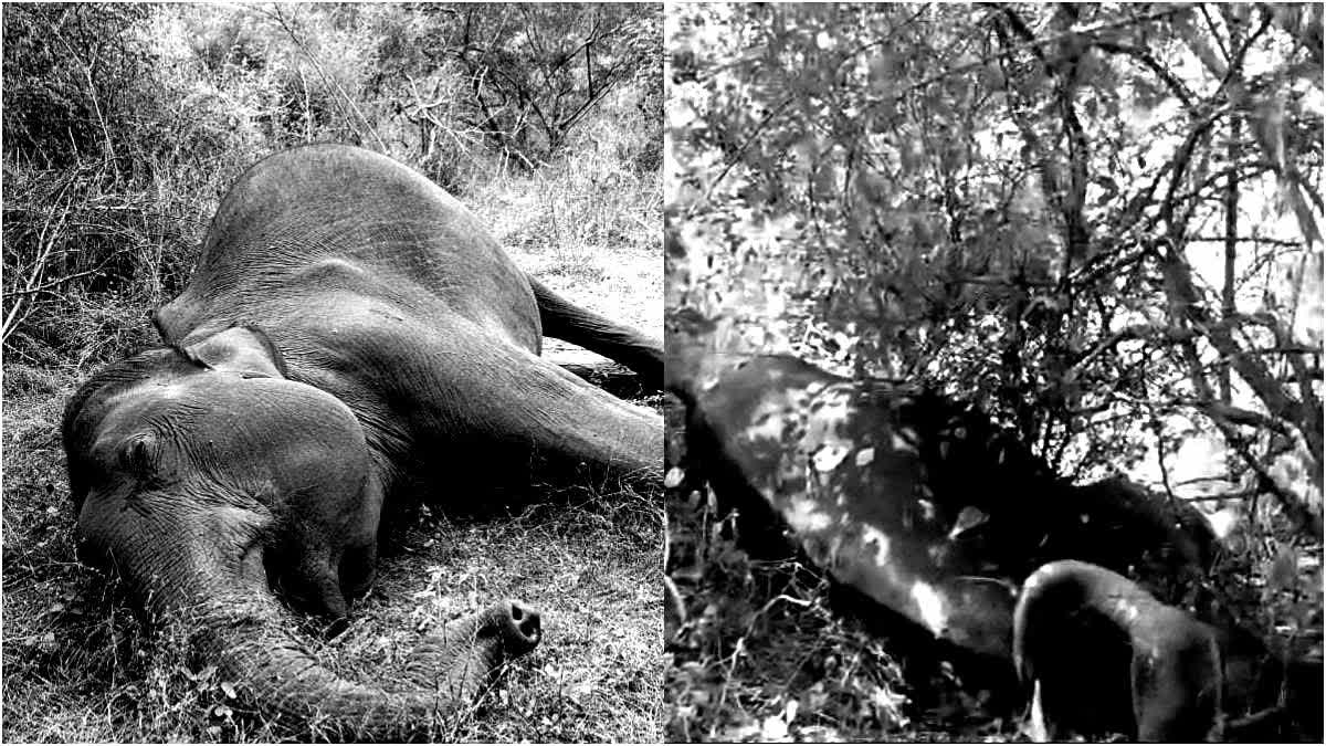 Bison And wild elephant died