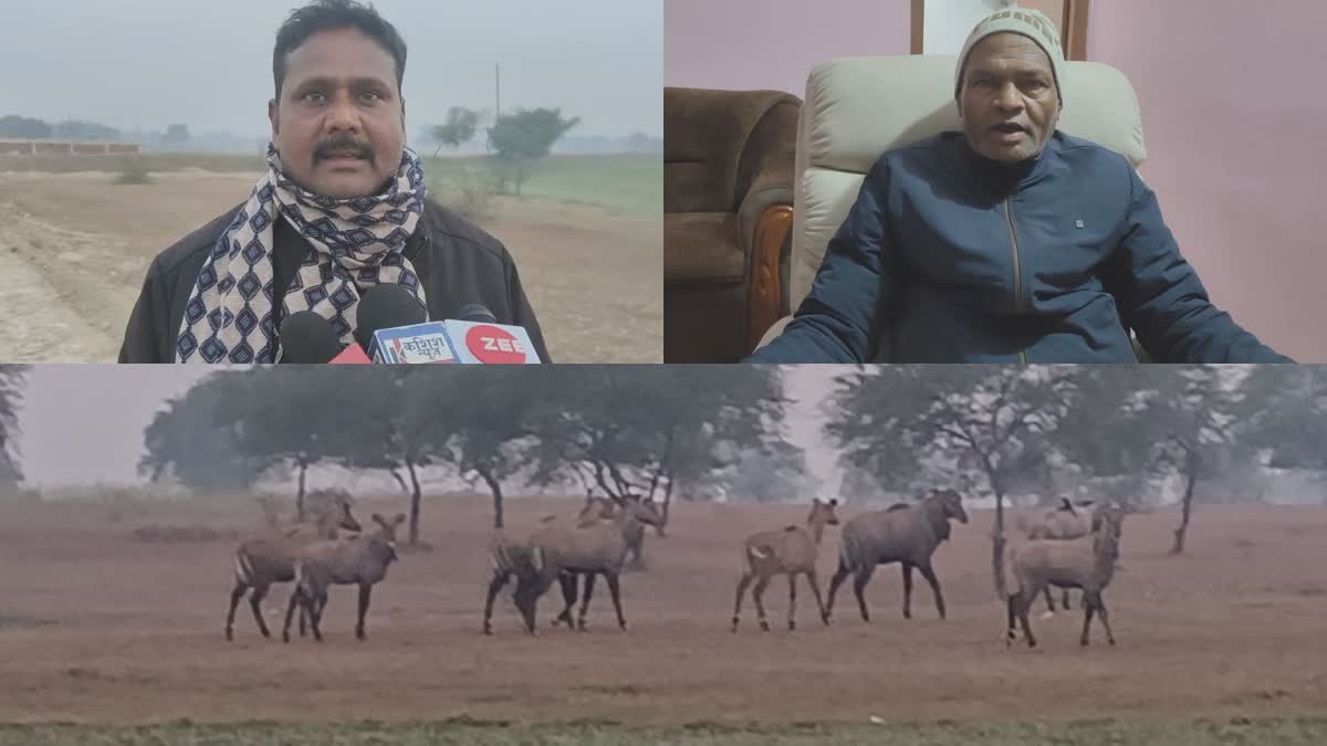 NILGAI IN RURAL AREAS OF GARHWA