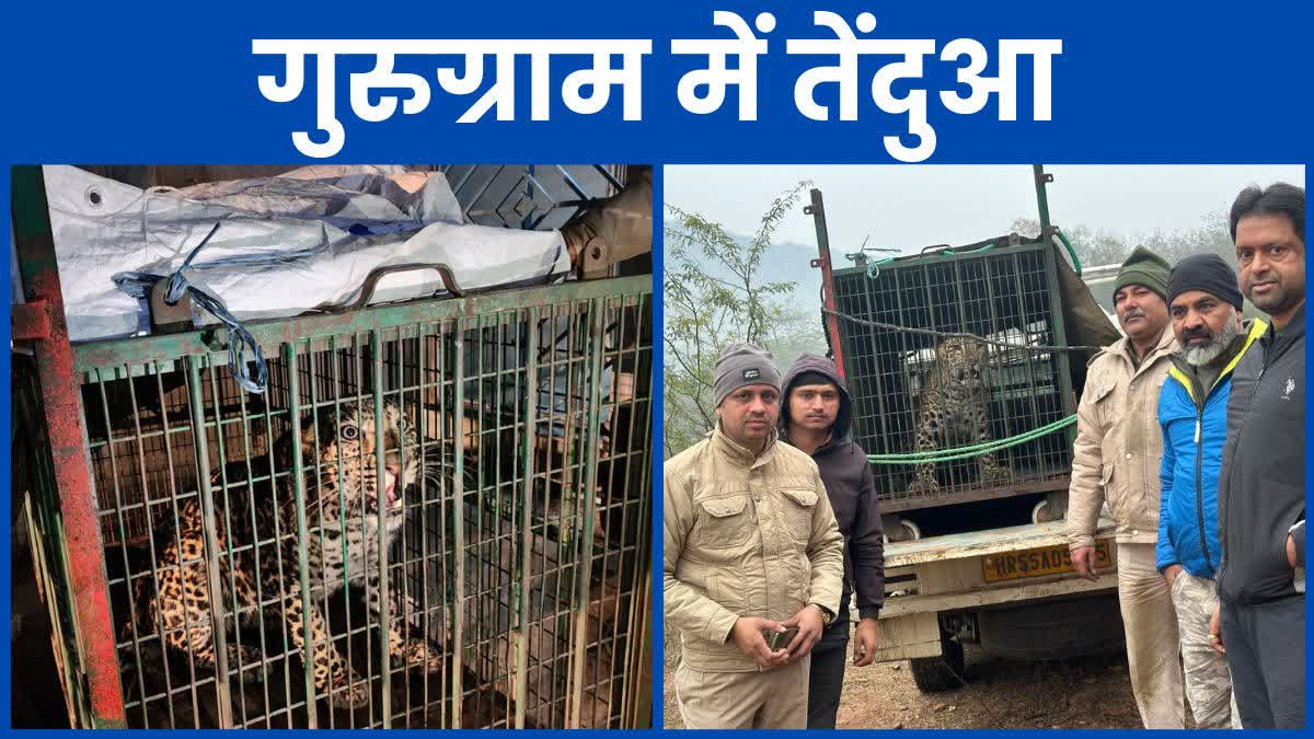 Leopard entered in Gurugram