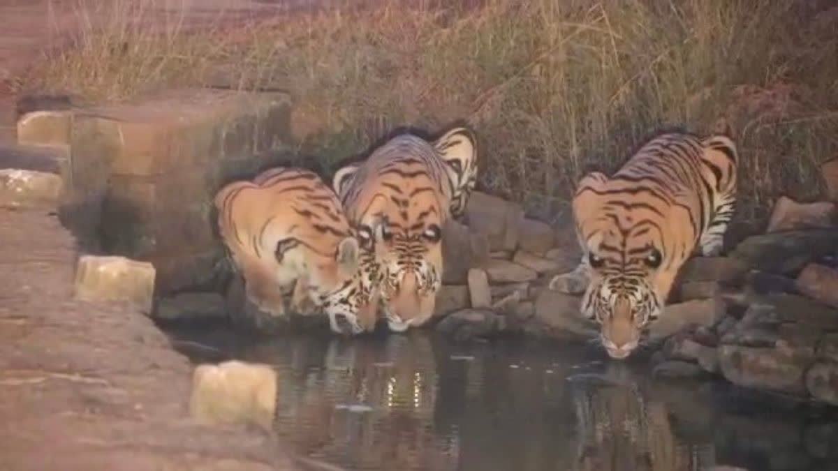 PANNA TIGER RESERVE