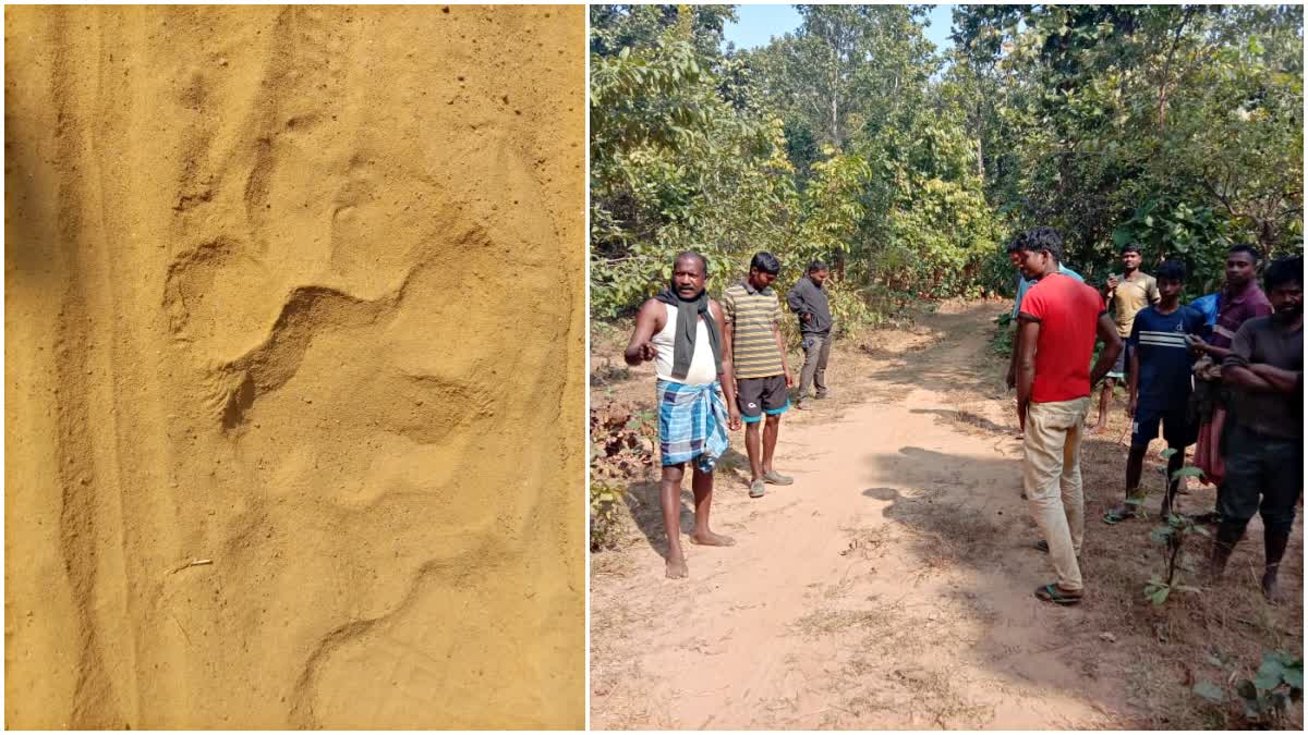 TIGER STRAYING IN JHARGRAM