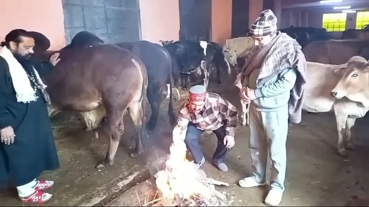 Jammu Gaushalas Go Extra Mile To Protect Stray Cattle From Cold Wave