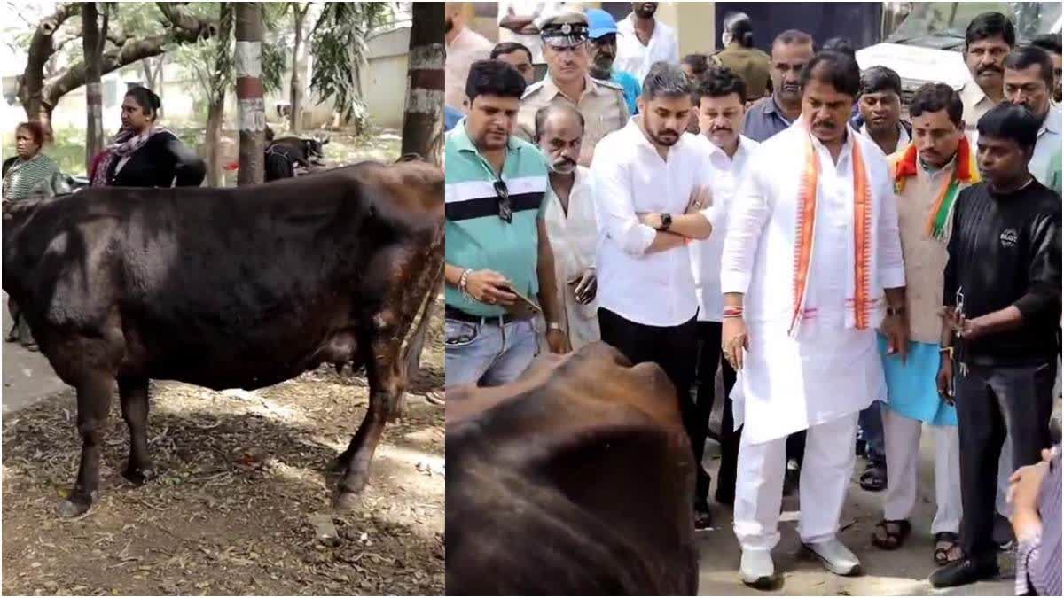 Miscreants Cut Udders Of Three Cows In Bengaluru, CM Siddaramaiah Orders Probe