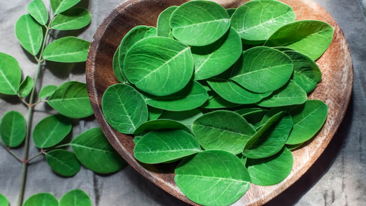 MORINGA LEAVES HEALTH BENEFITS  BENEFITS OF EATING MORINGA LEAVES  SUPER FOOD TO MANAGE DIABETES  മുരിങ്ങയിലയുടെ ആരോഗ്യ ഗുണങ്ങൾ