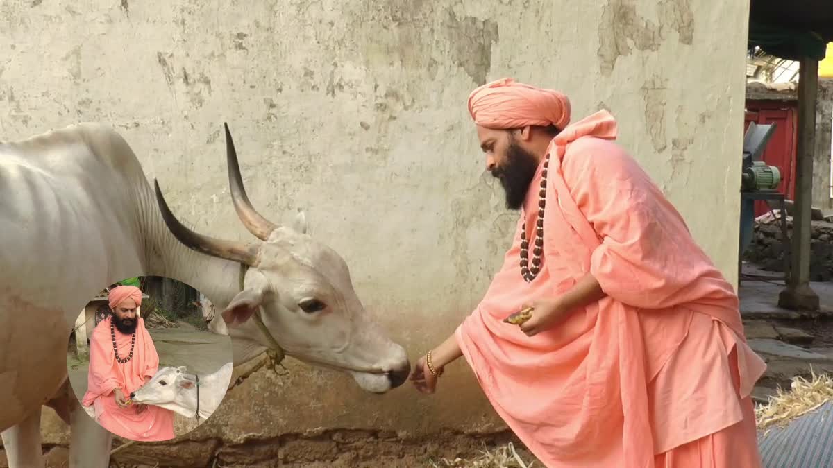 ಹಸುಗಳ ಪಾಲನೆಯಲ್ಲಿ ಬಣ್ಣದಮಠ ಶ್ರೀ