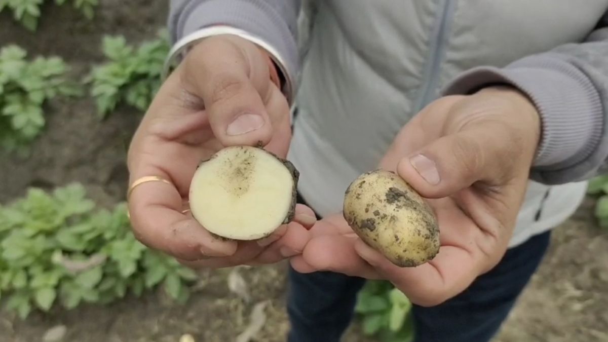 COLD EFFECT ON POTATO FARMING