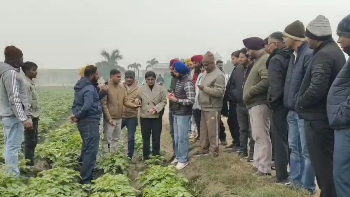 POTATO FARMING IN HARYANA