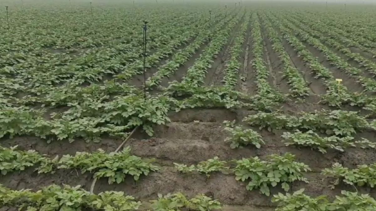 potato farm in Karnal