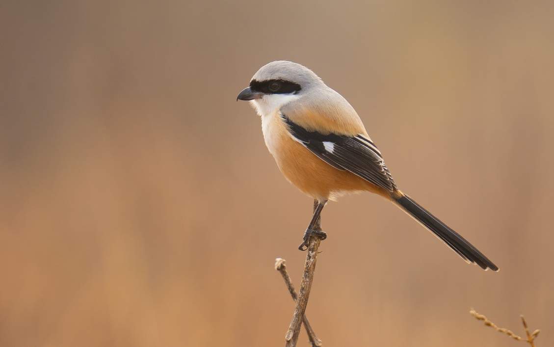 SAGAR NAURADEHI MIGRATORY BIRDS