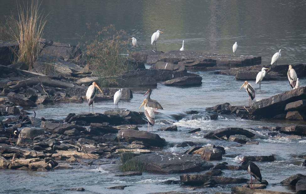 SAGAR NAURADEHI MIGRATORY BIRDS