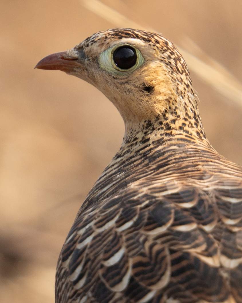 7 SPECIES OF VULTURES IN NAURADEHI