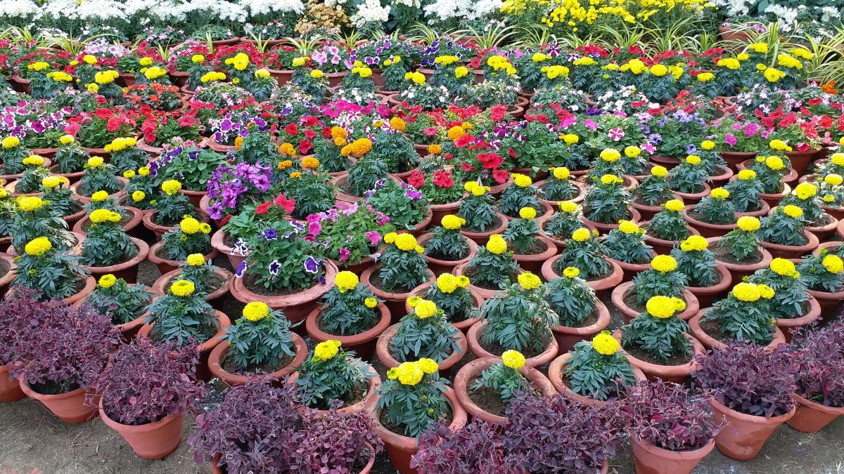 FLOWER AND VEGETABLE EXHIBITION