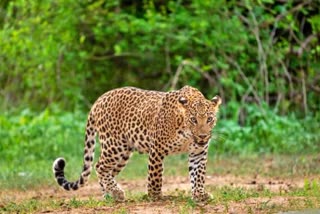 Leopard Comes Up Road At Science Center Near Tirupati Zoo Park