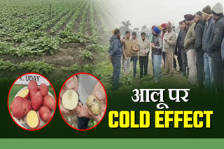 COLD EFFECT ON POTATO FARMING