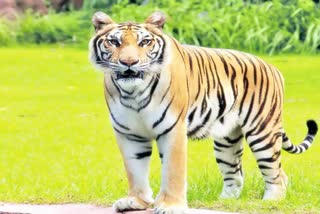 TIGER ROAMING IN ALLURI DISTRICT