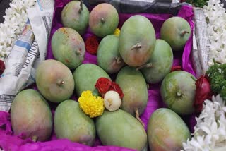 first mango of the season arrives at the market yard in Pune