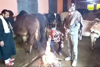 Jammu Gaushalas Go Extra Mile To Protect Stray Cattle From Cold Wave