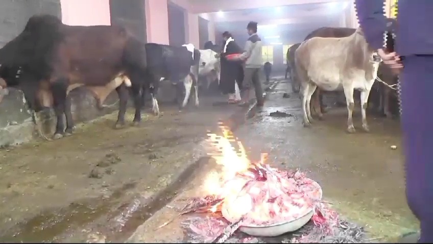 Jammu Gaushalas Go Extra Mile To Protect Stray Cattle From Cold Wave