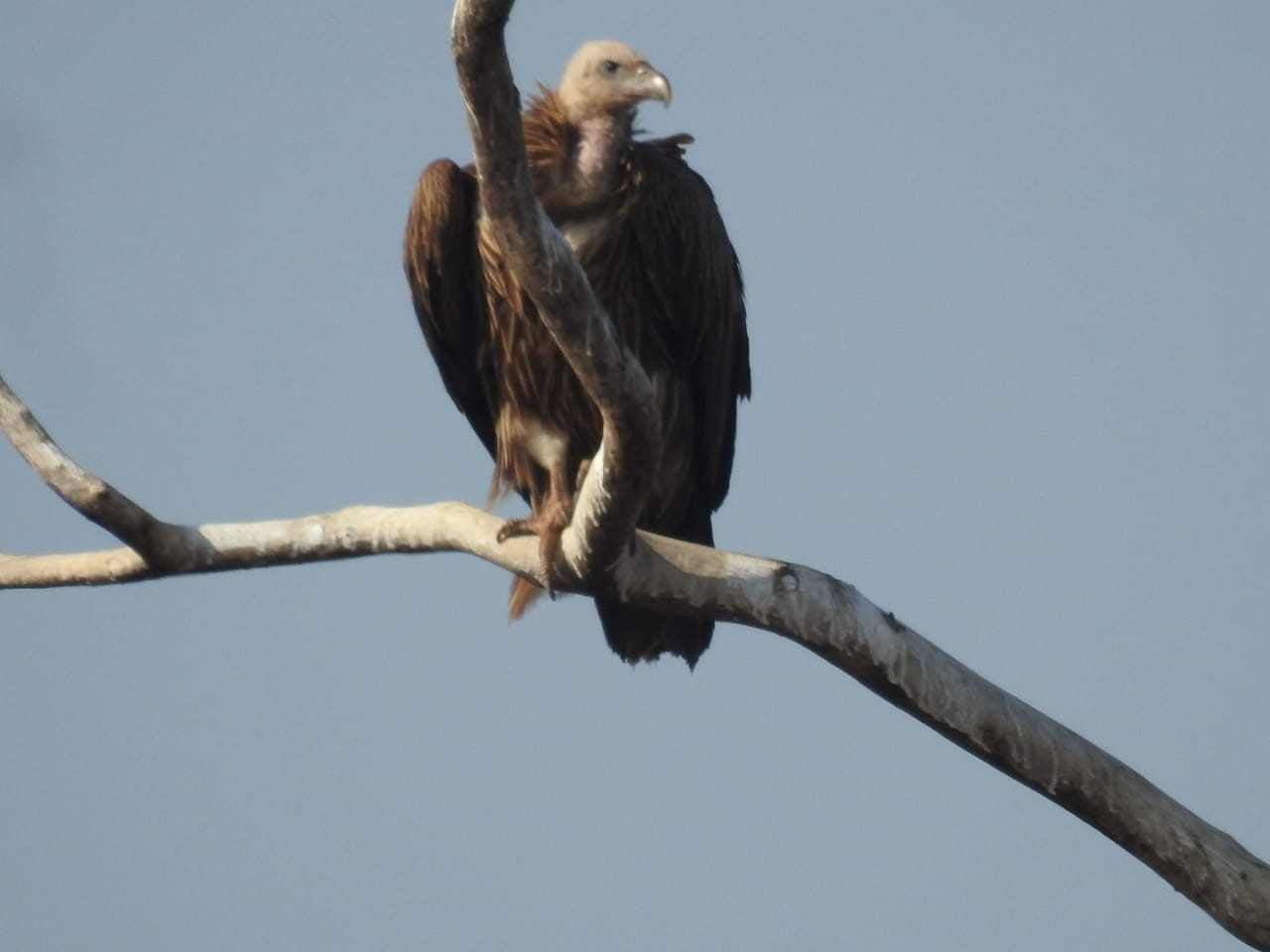 SAGAR MIGRATORY BIRDS GATHERED