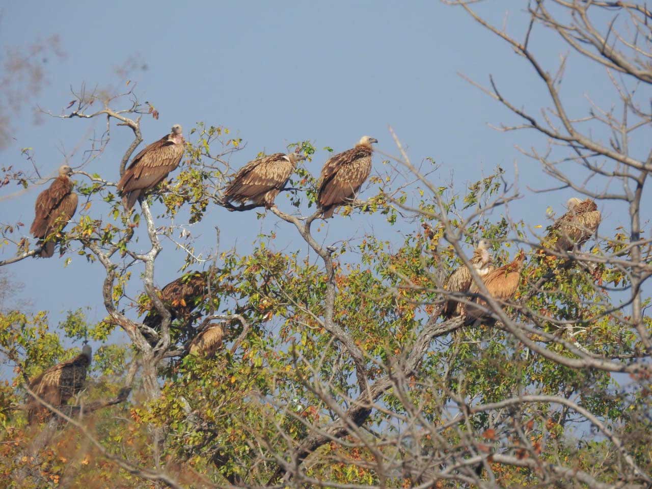 SAGAR MIGRATORY BIRDS GATHERED