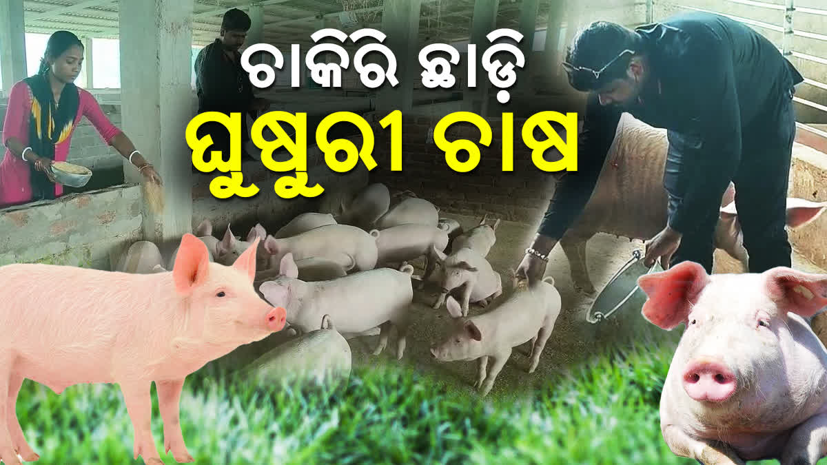 White Pig Farming