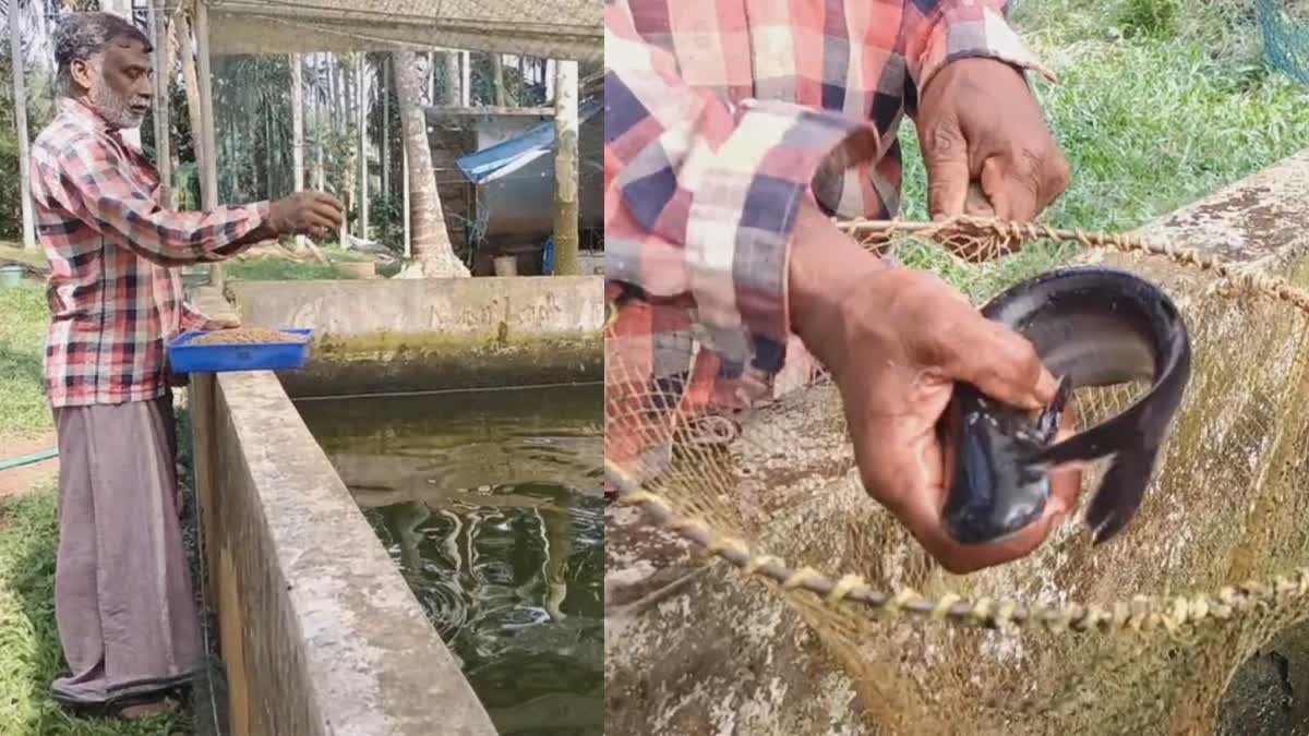 Great Success In Fish Farming  Farmer Achieve Success  മത്സ്യ കൃഷി  Fish Farming