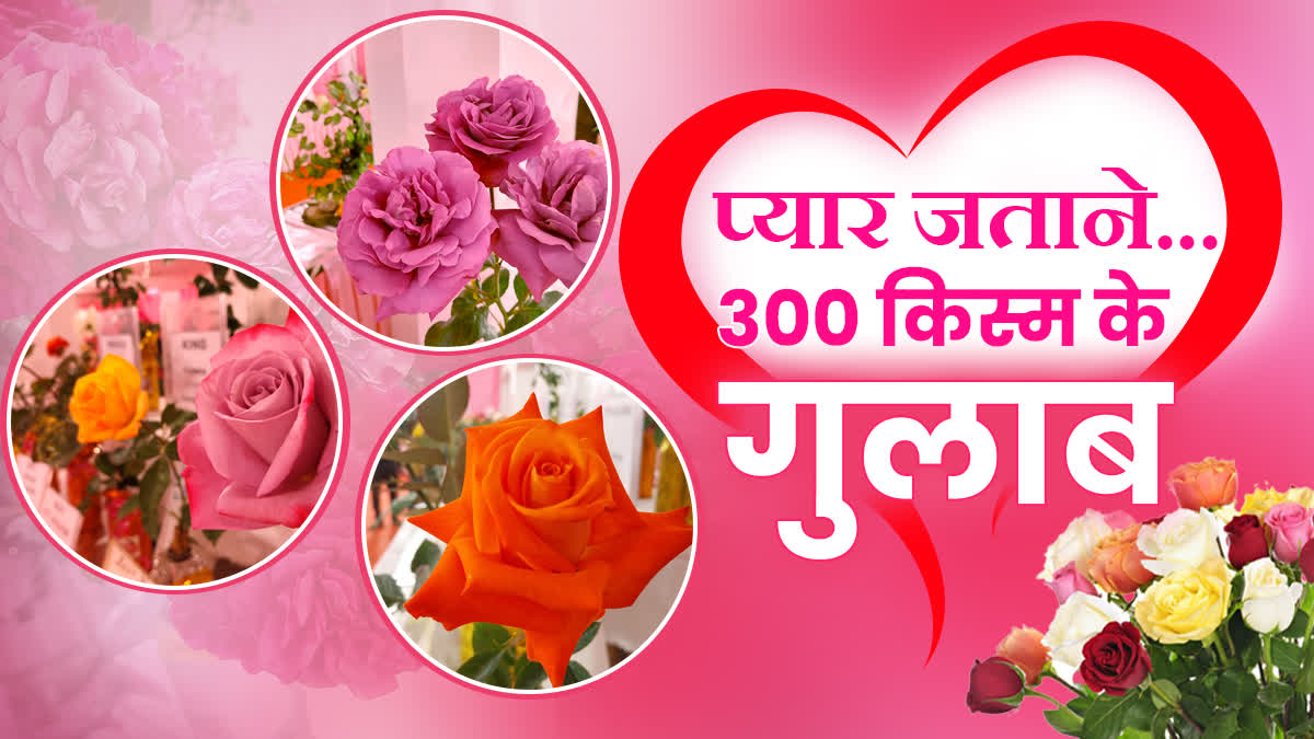 Rose show in jabalpur 300 typres of roses