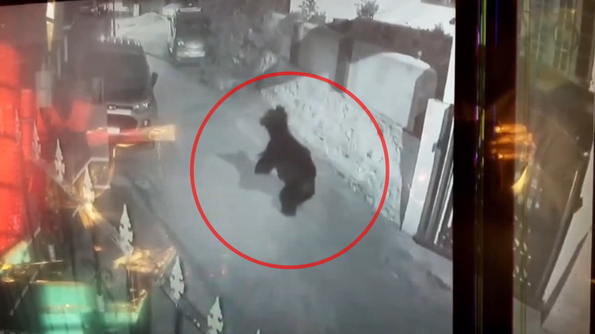 bear walks in the ooty town