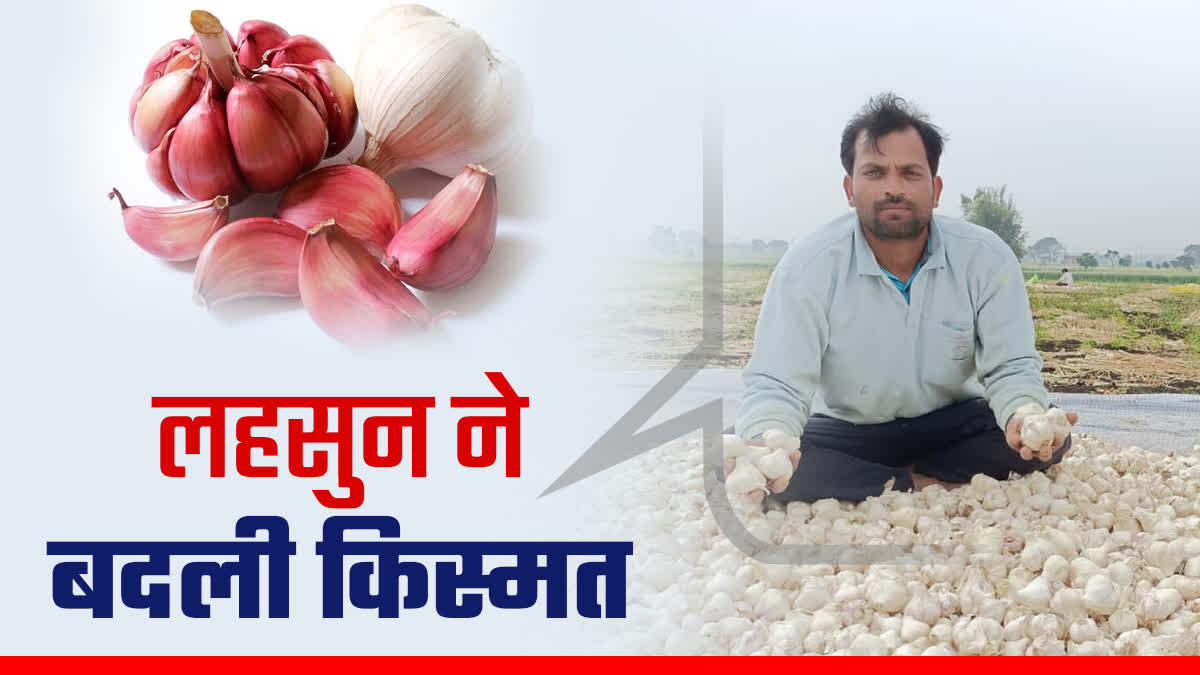 farmer profit from garlic