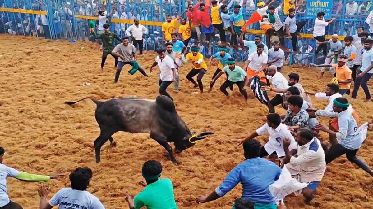 Viralimalai Thirunallur Jallikattu