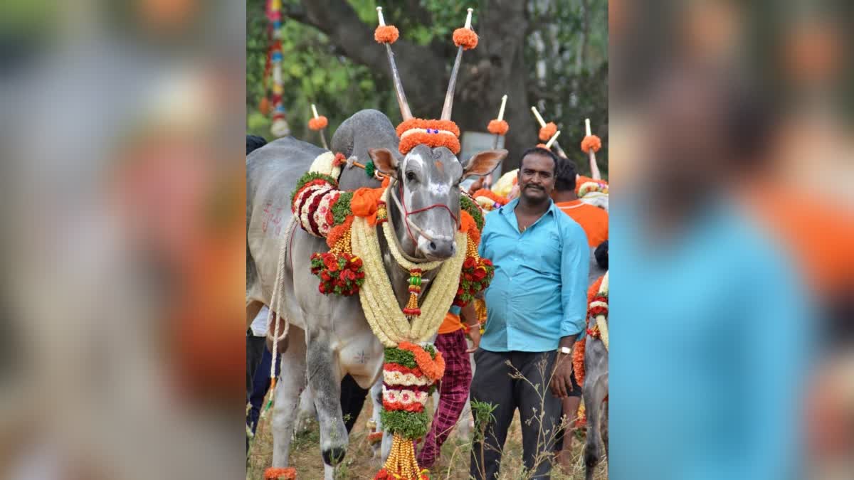 Hallikar breed bull Krishna