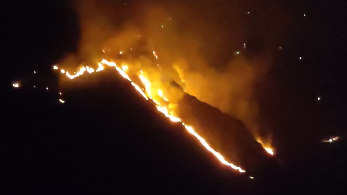 Apple Garden Burnt In Shimla