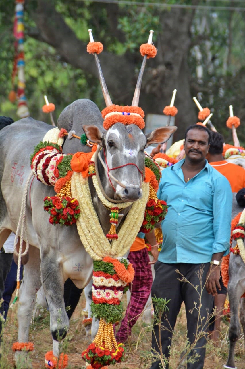 ಕೋಟಿ ಮೌಲ್ಯದ ಹಳ್ಳಿಕಾರ್ ಹೋರಿ ಕೃಷ್ಣ