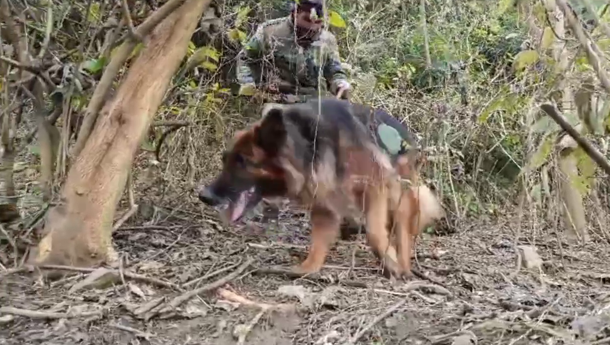 Rajaji Tiger Reserve Dog Rani