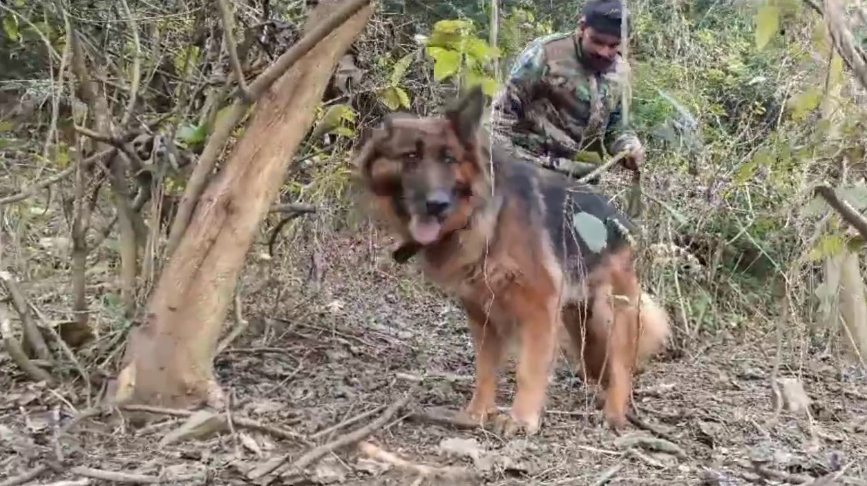 Rajaji Tiger Reserve Dog Rani