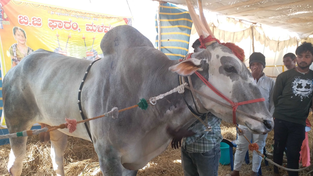 Hallikar breed bull Krishna