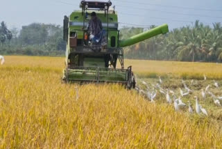 paddy harvesting works intensity in theni