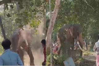 ഉത്സവത്തിനെത്തിച്ച ആനയിടഞ്ഞു  തൃശൂര്‍ കുന്നംകുളത്ത് ആനയിടഞ്ഞു  Mahout Got Injured  Kunnamkulam Elephant Attack  പാണഞ്ചേരി ഗജേന്ദ്രൻ