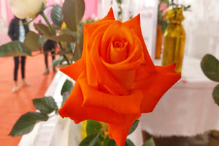 Why Jabalpur Rose Exhibition Is Held during Valentine's Week