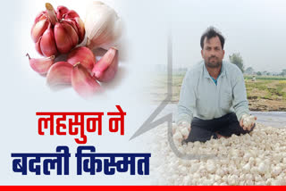 farmer profit from garlic
