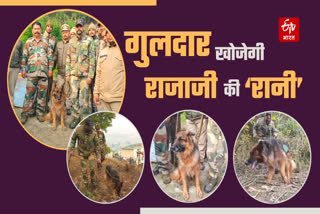 Rajaji Tiger Reserve Dog Rani